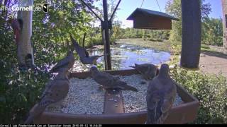 Mourning Doves Flying In  Sept12 2016 [upl. by Ajidahk333]