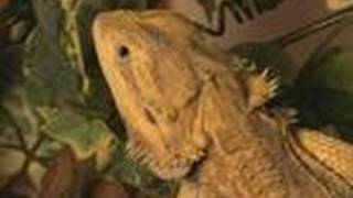 How To Care For Bearded Dragons [upl. by Gnaht883]