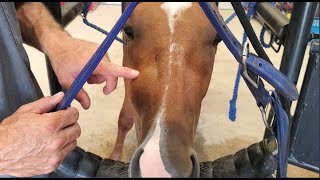 Huge Dental Infection In Young Rescued Horse  Diagnosis and Extraction [upl. by Neelrahc212]