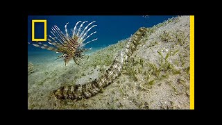 This Bizarre Sea Creature is Snakelike and Has Tentacles  National Geographic [upl. by Zat379]