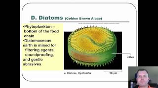 The Protist [upl. by Pippo]