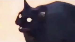 black cat dank meme vine [upl. by Emlin]