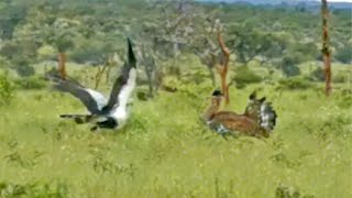 Secretary Bird Shows Off to Worlds Heaviest Flying Bird [upl. by Letnahc]