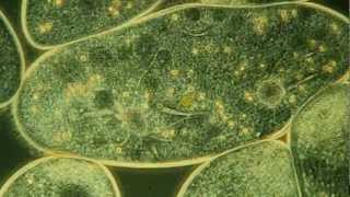 Paramecium Feeding Magnified 400X High Definition [upl. by Annaer672]