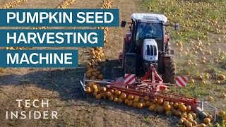 How Pumpkin Seeds Are Harvested [upl. by Ridglee]