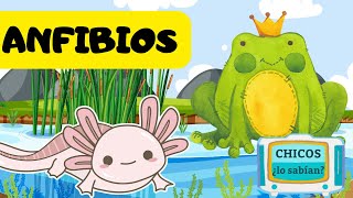 Los ANFIBIOS para niños 🐸🐸🐸 Vídeos Educativos para Niños 😊😊😊 [upl. by Ado]