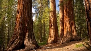 The Redwood Trees  World Tallest Trees [upl. by Nyloc]