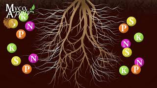 Mycorrhizal Animation [upl. by Rozalie82]