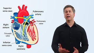 The Cardiovascular System An Overview [upl. by Kiele]