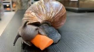 Giant African Snail Eating a Carrot [upl. by Annaehr]