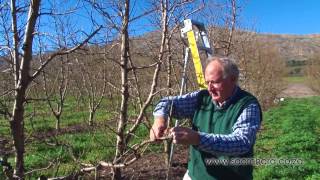 How to prune peach amp nectarine trees [upl. by Ettelloc]