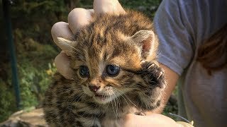 BlackFooted Cat Kittens  Fossil Rim Wildlife Center [upl. by Schild]