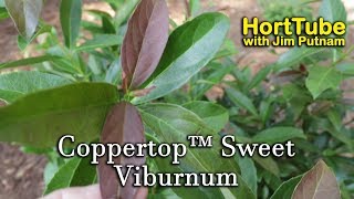 Coppertop™ Sweet Viburnum  Evergreen Flowering Awesome Foliage [upl. by Yttel339]