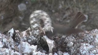 Iranian spidertailed viper tricks bird [upl. by Imim236]