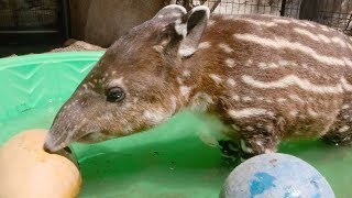 Endangered Tapir Celebrates First Birthday [upl. by Aridni]