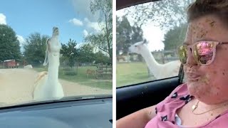 Angry Llama Spits On Woman [upl. by Ynnol]