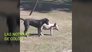 Entre perros y cerdos [upl. by Rehpotsirhc]