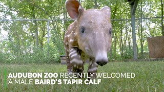 Endangered Tapir Born at Audubon Zoo [upl. by Tankoos]