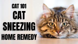 Cats 101  Cat Sneezing Home Remedy [upl. by Ihcehcu]