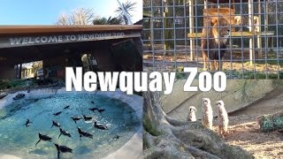 Newquay Zoo  Cornwall 2023 [upl. by Bose873]