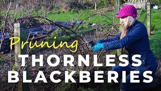 How to prune Thornless Blackberries [upl. by Cherise]