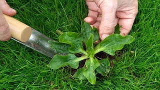 6 Edible Weeds That Are More Nutritious Than Store Bought Veggies [upl. by Ring]