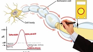 NEURON ACTION POTENTIAL MADE EASY [upl. by Oehsen61]