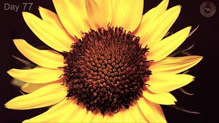 🌻 Sunflower Growing from Seed to Flower 🌻  100 Days Time Lapse [upl. by Pelletier]