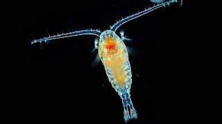 Facts Copepods [upl. by Anatola]