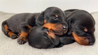 Dachshund puppies from 0 to 4 weeks old [upl. by Assirrem]