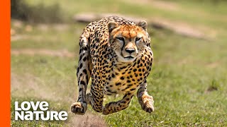 Young Cheetah Brothers Stalking Antelope  Predator Perspective  Love Nature [upl. by Anahgem211]