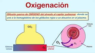 Formas para medir la oxigenación Parte 1 FiO2 PaO2 y SO2 [upl. by Waligore]