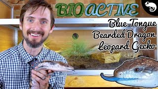 Experimental BIOACTIVE Enclosure For Blue Tongues Leopard Geckos Bearded Dragons etc [upl. by Aicelaf]