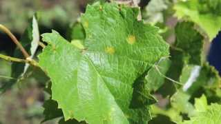 Downy Mildew of Grape [upl. by Suivatal]