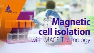 Magnetic cell isolation with MACS Technology [upl. by Ednalrim]