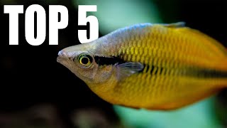 5 MUST HAVE Tankmates for RAINBOWFISH [upl. by Ardnuhs]