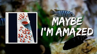 Maybe Im Amazed Lyrics by Paul McCartney [upl. by Faustine]