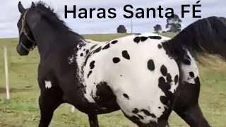 Incredible Appaloosa Horses From Haras Santa Fe [upl. by Thacher]