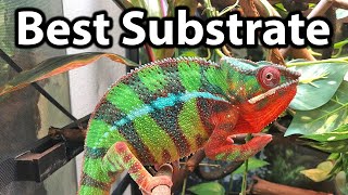 What substrate to use for a chameleon cage [upl. by Bevin]