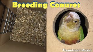 Breeding Conures [upl. by Hadleigh712]