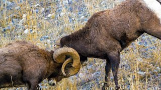 Bighorn Sheep Ramming [upl. by Llechtim595]