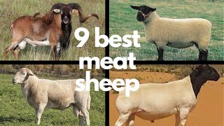 The 9 Best Sheep Breeds for Meat [upl. by Tal]