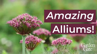 💜 Amazing Alliums 💜 [upl. by Lorain878]