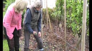 Pruning Autumn Raspberries [upl. by Aiva]