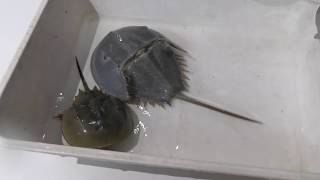 Horseshoe Crab Molting [upl. by Adnovad]