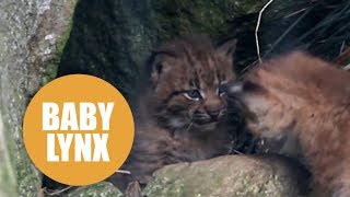 Two adorable Eurasian lynx cubs born at Newquay Zoo [upl. by Ennaeiluj]