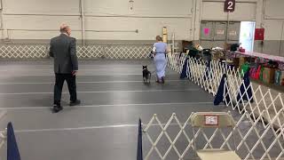 Finn AKC Obedience Beginner Novice [upl. by Michaela]