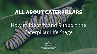 All About Caterpillars How to Identify and Support the Caterpillar Life Stage [upl. by Notselrahc942]