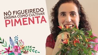 Nô Figueiredo Ensina Como Cultivar Pimenta [upl. by Lerud]