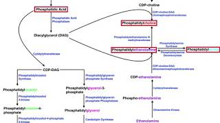 Lipid Biosynthesis  Phospholipid Synthesis 2 Cholines Serines amp Ethanolamines [upl. by Sehguh]